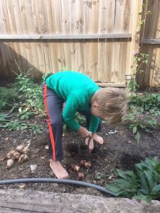 planting-bulbs